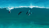 Dolphins surfing at Sand Patch